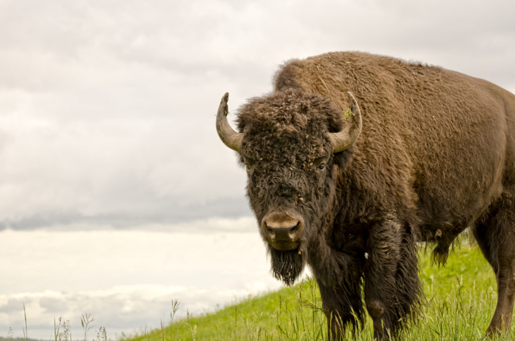 Brown buffalo in a Montana field - Libby Care Center of Cascadia